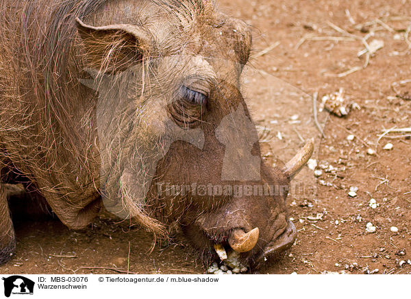 Warzenschwein / warthog / MBS-03076