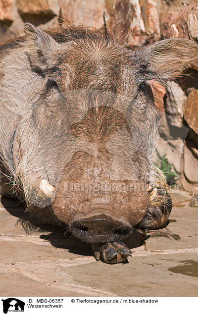 Warzenschwein / warthog / MBS-06357