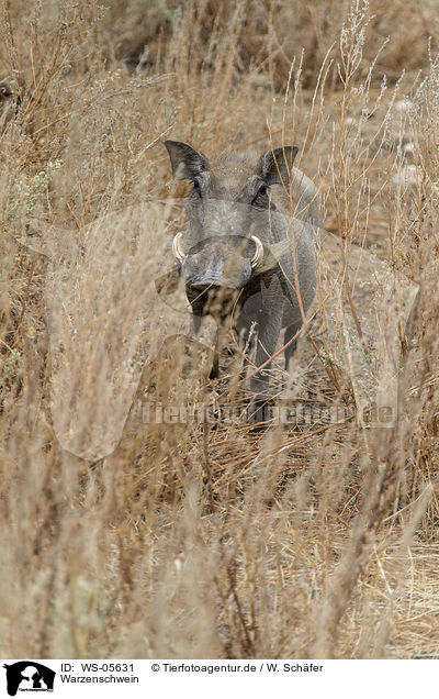 Warzenschwein / warthog / WS-05631