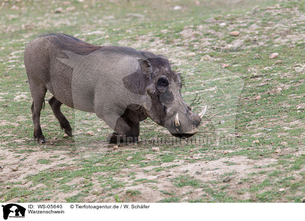 Warzenschwein / warthog / WS-05640