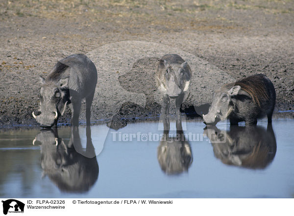 Warzenschweine / warthogs / FLPA-02326