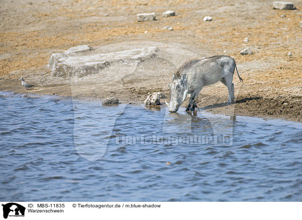 Warzenschwein / warthog / MBS-11835