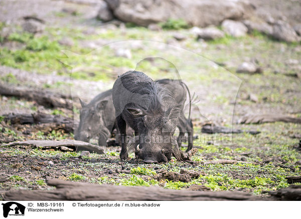 Warzenschwein / warthog / MBS-19161