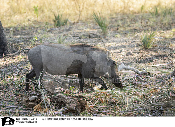 Warzenschwein / MBS-19218