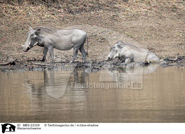 Warzenschweine / Warthogs / MBS-22326