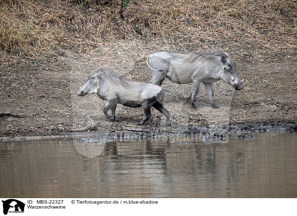 Warzenschweine / Warthogs / MBS-22327