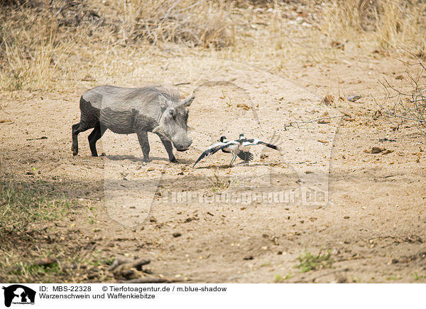 Warzenschwein und Waffenkiebitze / Warthog and Blacksmith Lapwings / MBS-22328