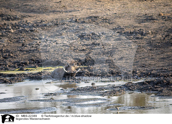 liegendes Warzenschwein / MBS-22389