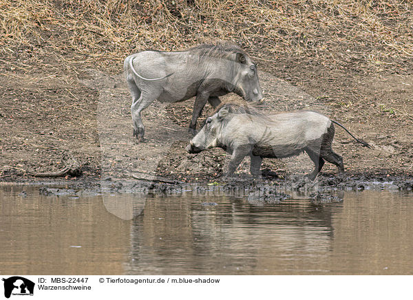 Warzenschweine / Warthogs / MBS-22447