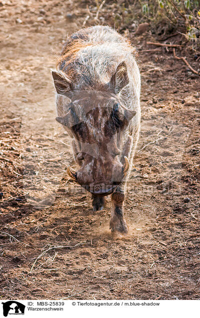 Warzenschwein / warthog / MBS-25839