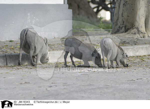 Warzenschweine / warthogs / JM-18343