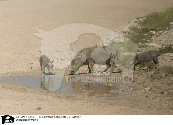 Warzenschweine / warthogs / JM-18347