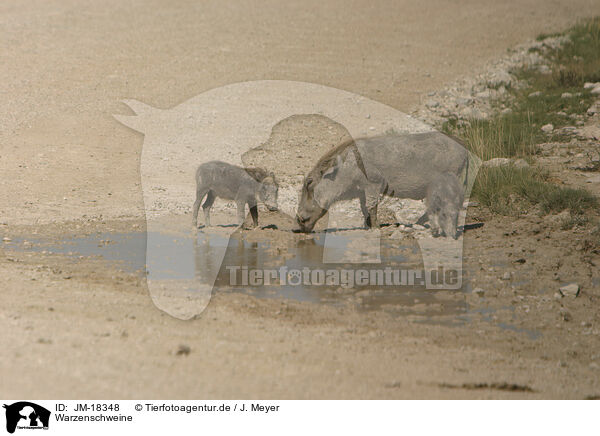 Warzenschweine / warthogs / JM-18348
