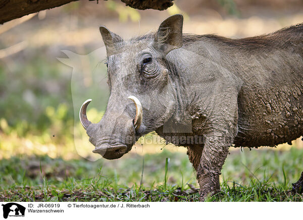 Warzenschwein / JR-06919