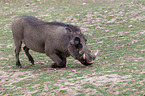 Warzenschwein