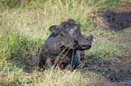 liegendes Warzenschwein