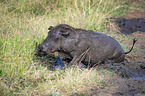 sitzendes Warzenschwein