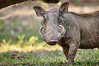 Warzenschwein