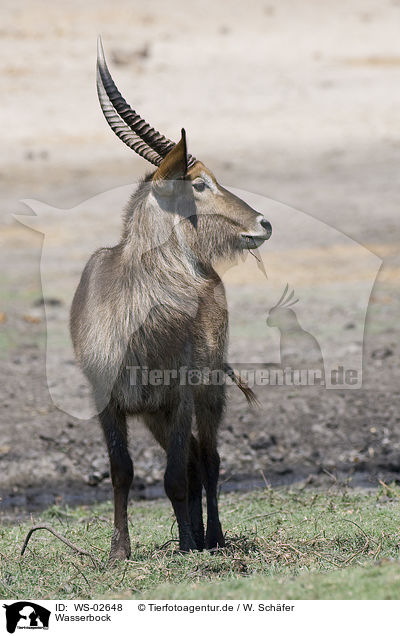 Wasserbock / waterbuck / WS-02648