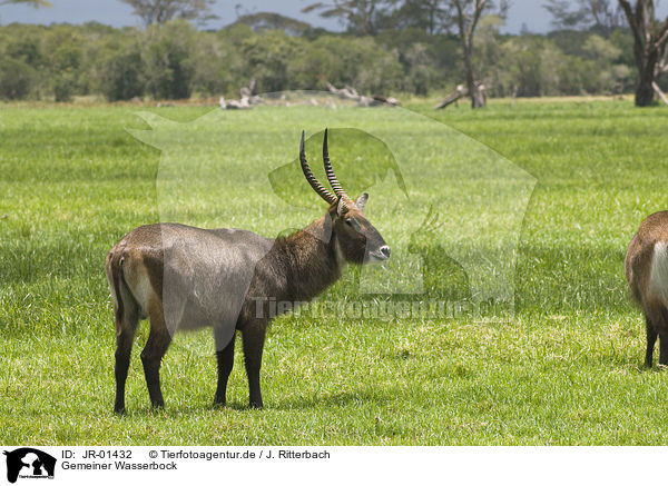 Gemeiner Wasserbock / waterbuck / JR-01432