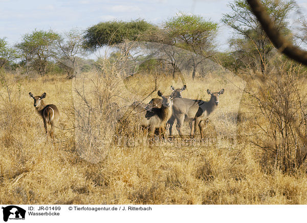 Wasserbcke / JR-01499