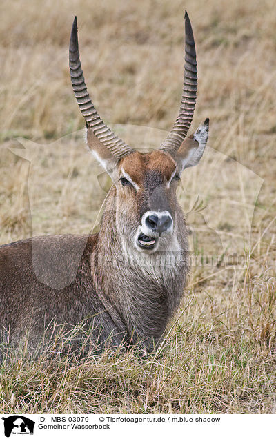 Gemeiner Wasserbock / waterbuck / MBS-03079