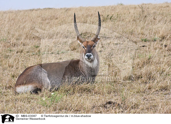 Gemeiner Wasserbock / MBS-03087