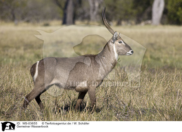 Gemeiner Wasserbock / waterbuck / WS-03655