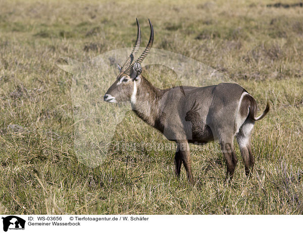 Gemeiner Wasserbock / waterbuck / WS-03656