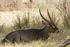 Gemeiner Wasserbock