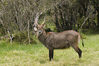 Gemeiner Wasserbock