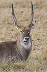 Gemeiner Wasserbock