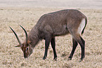 Gemeiner Wasserbock