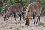 Gemeiner Wasserbock