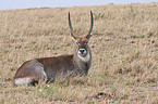 Gemeiner Wasserbock