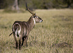 Gemeiner Wasserbock