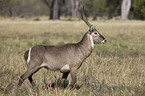 Gemeiner Wasserbock