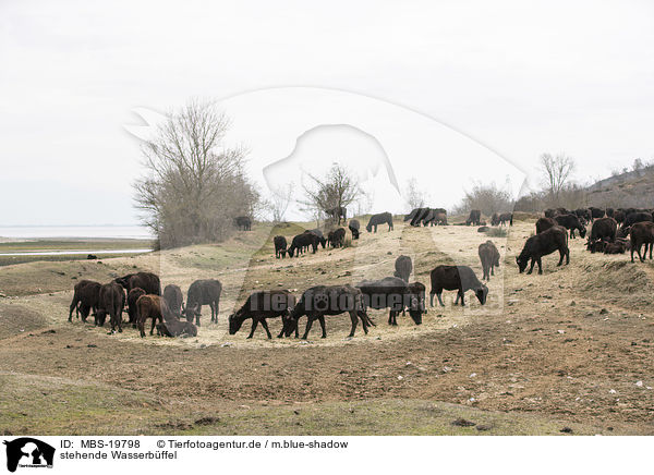 stehende Wasserbffel / standing Water Buffalos / MBS-19798