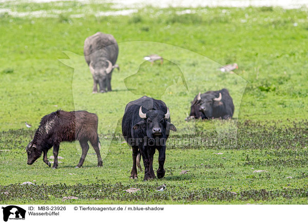 Wasserbffel / water buffalo / MBS-23926