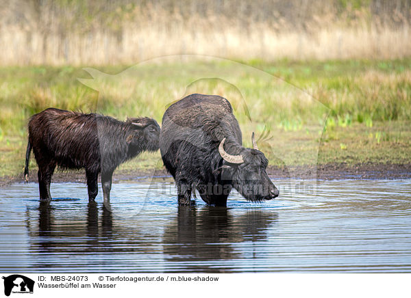 Wasserbffel am Wasser / MBS-24073