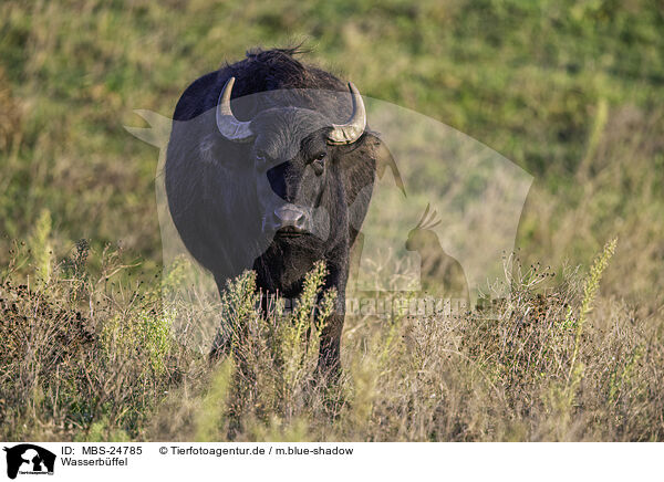 Wasserbffel / water buffalo / MBS-24785