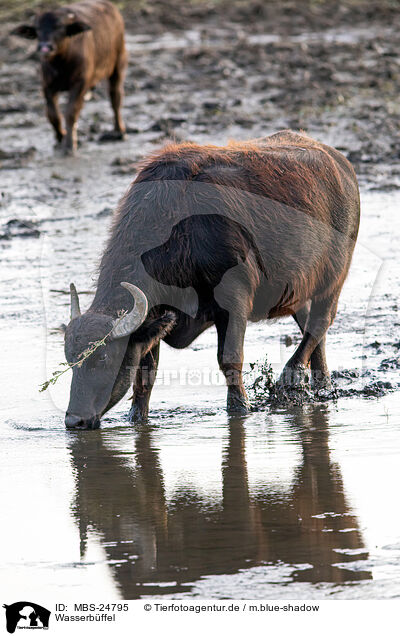 Wasserbffel / water buffalos / MBS-24795