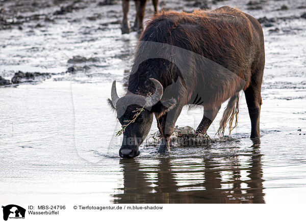Wasserbffel / water buffalo / MBS-24796