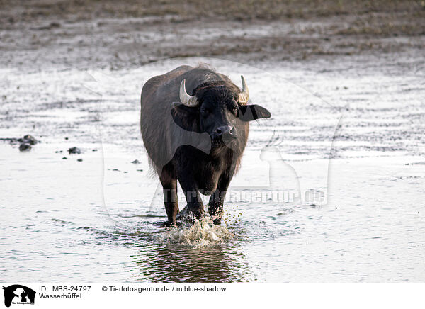Wasserbffel / water buffalo / MBS-24797