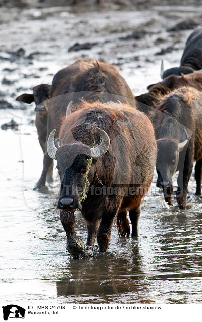 Wasserbffel / Water Buffalo / MBS-24798