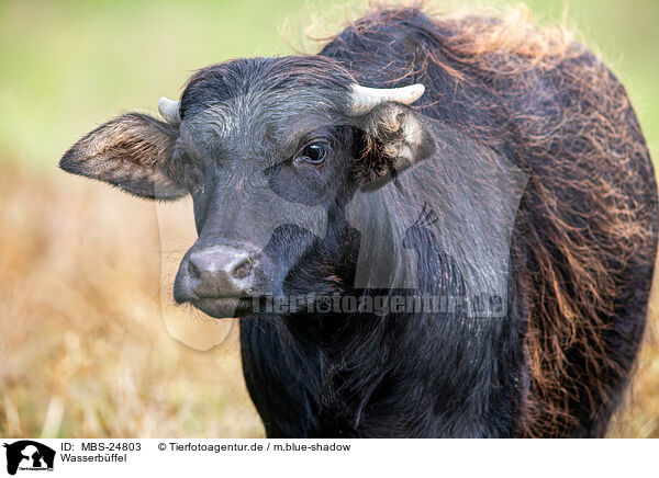 Wasserbffel / water buffalo / MBS-24803