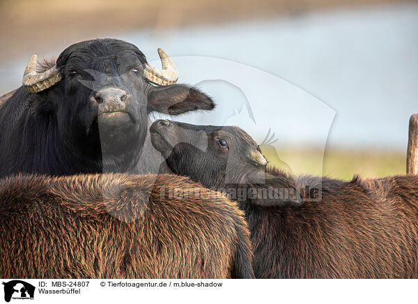 Wasserbffel / water buffalos / MBS-24807