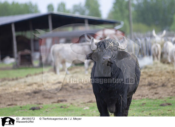 Wasserbffel / Water Buffalo / JM-06072