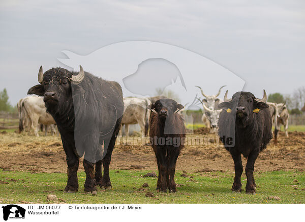 Wasserbffel / Water Buffalo / JM-06077