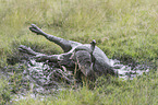 Wasserbffel im Schlamm